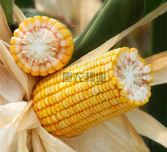 ���r(n��ng)��999-���׷N��-���r(n��ng)�N�I(y��)