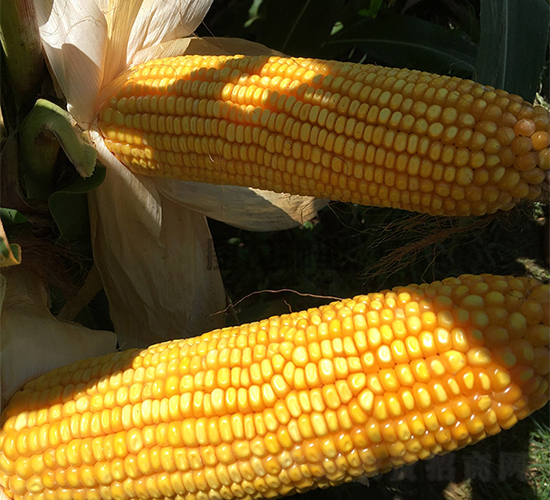 ����909-���׷N��-���r(n��ng)�N�I(y��)