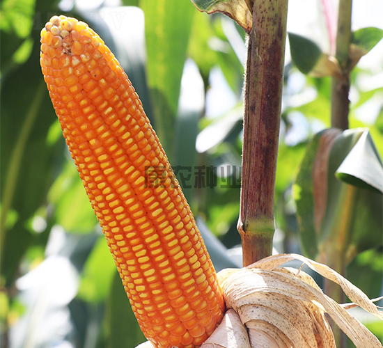 �S�r(n��ng)88-���׷N��-���r(n��ng)�N�I(y��)