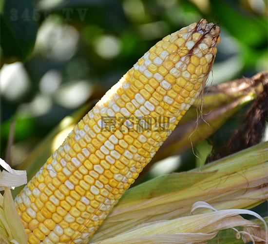 �y��555-���׷N��-���r�N�I(y��)