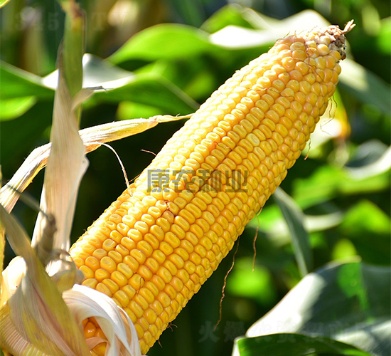 �й�666-���׷N��-���r(n��ng)�N�I(y��)