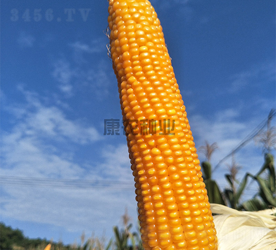 ���r(n��ng)��9̖-���׷N��-���r(n��ng)�N�I(y��)