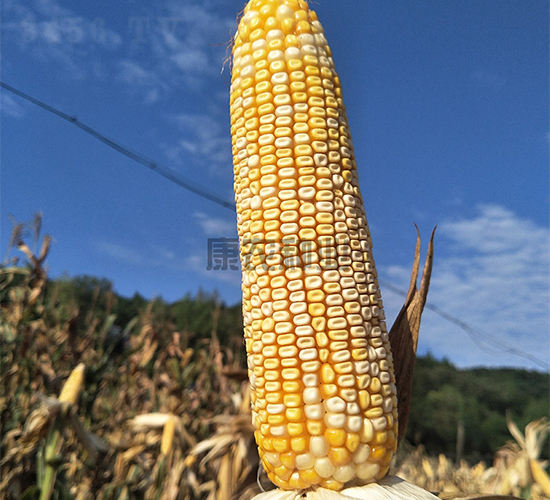 �y��666-���׷N��-���r(n��ng)�N�I(y��)