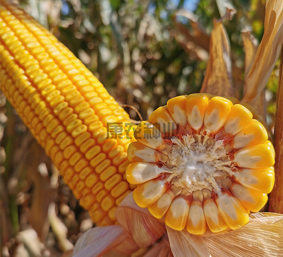 ���568-���׷N��-���r(n��ng)�N�I(y��)