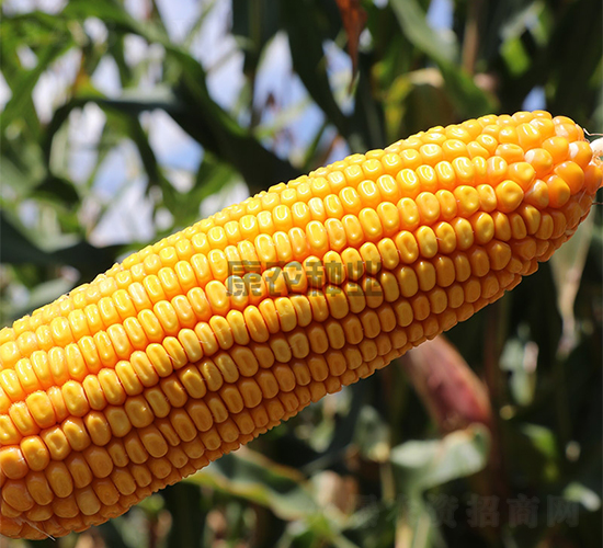 ���r(n��ng)��598-���׷N��-���r(n��ng)�N�I(y��)