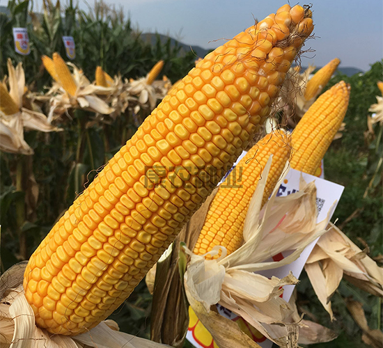 ����351-���׷N��-���r(n��ng)�N�I(y��)