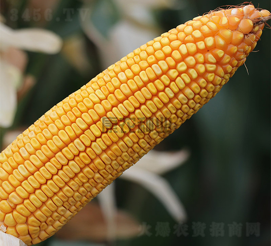 �߿�183-���׷N��-���r(n��ng)�N�I(y��)