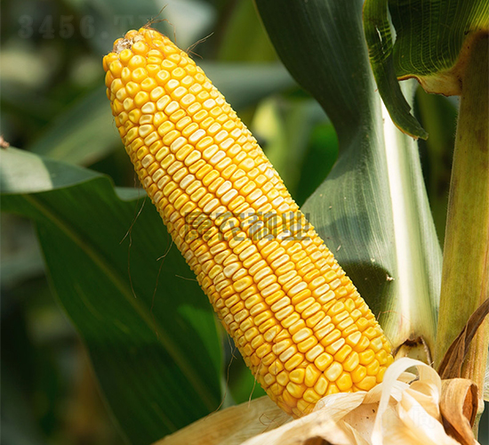 �L(zh��ng)��4̖(h��o)-���׷N��-���r(n��ng)�N�I(y��)