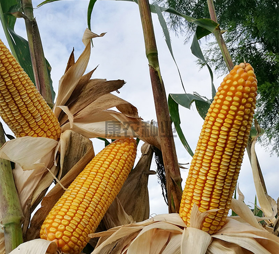 �̿�806-���׷N��-���r(n��ng)�N�I(y��)