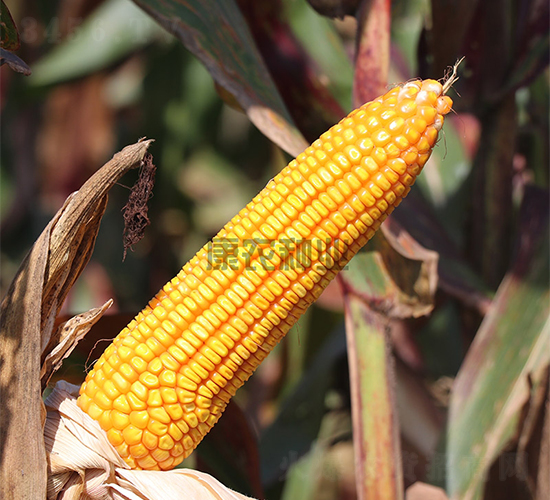 �߿�123-���׷N��-���r�N�I(y��)