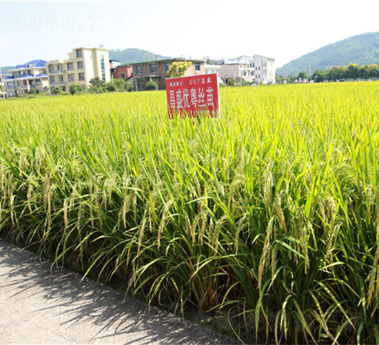 ��ʢ��(y��u)���z��-ˮ���N��-���ķN�I(y��)