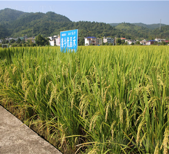 ̩�l(xi��ng)��(y��u)����-ˮ���N��-���ķN�I(y��)