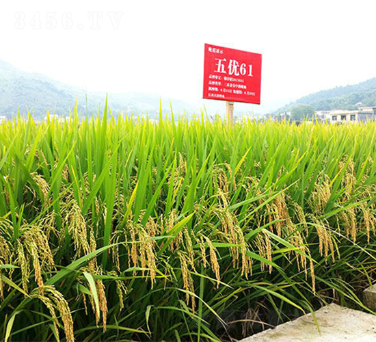 �僞(y��u)61-ˮ���N��-���ķN�I(y��)