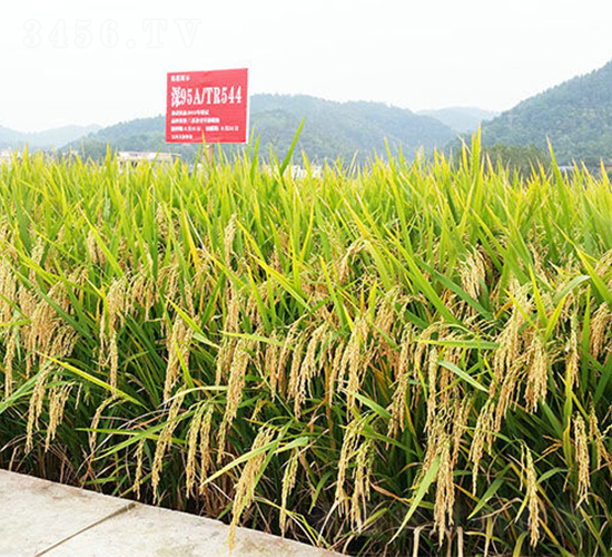 �(y��u)��ռ-ˮ���N��-���ķN�I(y��)