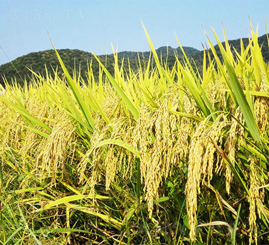 ����(y��u)��ռ-ˮ���N��-���ķN�I(y��)