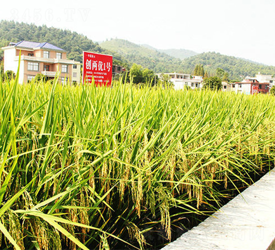 ��(chu��ng)�Ƀ�(y��u)1̖-ˮ���N��-���ķN�I(y��)