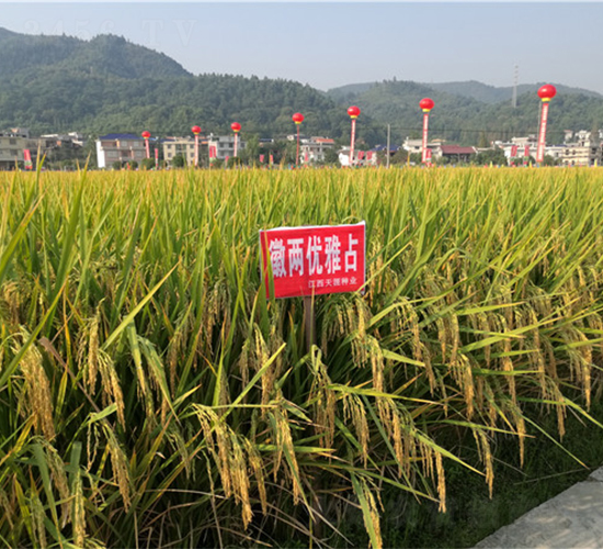 �ՃɃ�(y��u)��ռ-ˮ���N��-���ķN�I(y��)