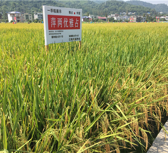 Ƽ�Ƀ�(y��u)��ռ-ˮ���N��-���ķN�I(y��)