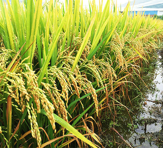 ��Ƀ�(y��u)6108-ˮ���N��-���ķN�I(y��)