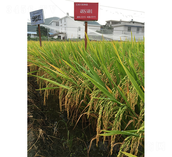 ���Ƀ�(y��u)401-ˮ���N��-���ķN�I(y��)