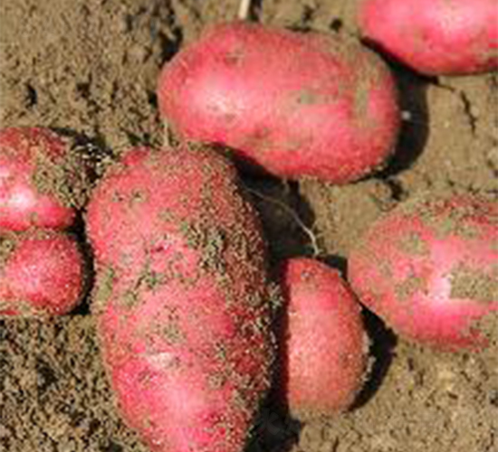 �tõ��-�����N��-ϣɭ