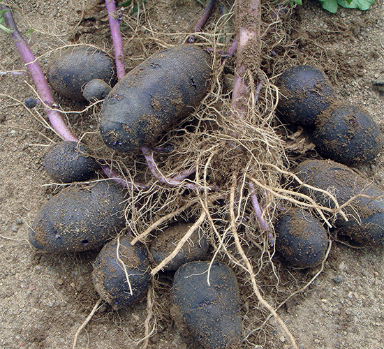 ϣɭ9̖-�����N��-ϣɭ