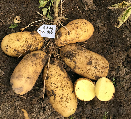 ϣɭ6̖-�����N��-ϣɭ