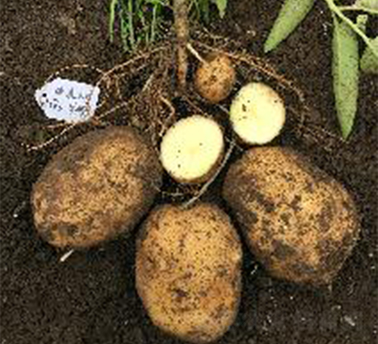 ϣɭ5̖-�����N��-ϣɭ