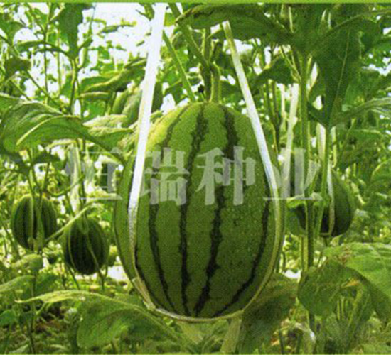 ��t��-���ϷN��-����N�I(y��)