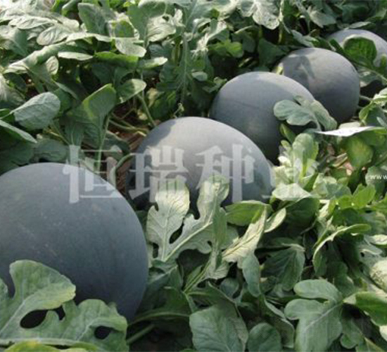 ���E�R-���ϷN��-����N�I(y��)