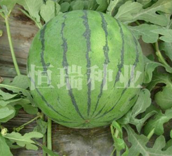 ����̖(h��o)-���ϷN��-����N�I(y��)