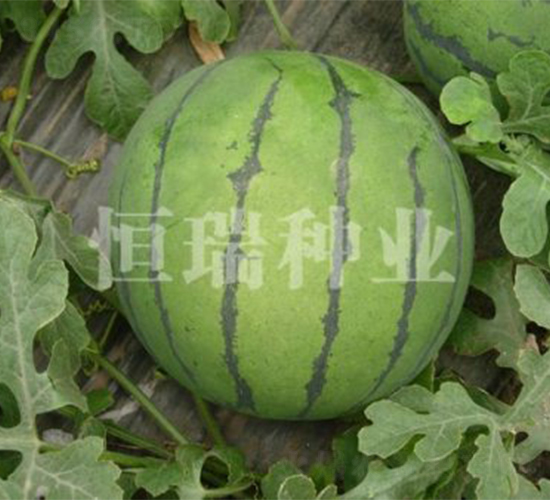 �P��-���ϷN��-����N�I(y��)