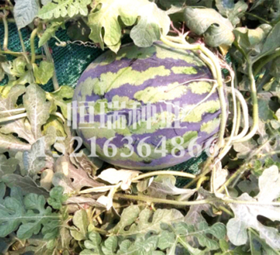 ��������-���ϷN��-����N�I(y��)