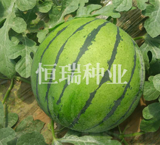 ����-���ϷN��-����N�I(y��)