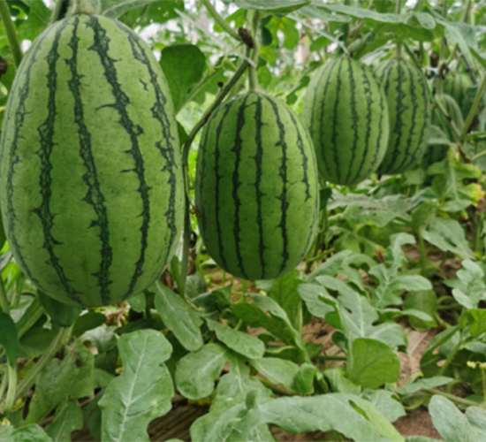 �_����-���ϷN��-����N�I(y��)