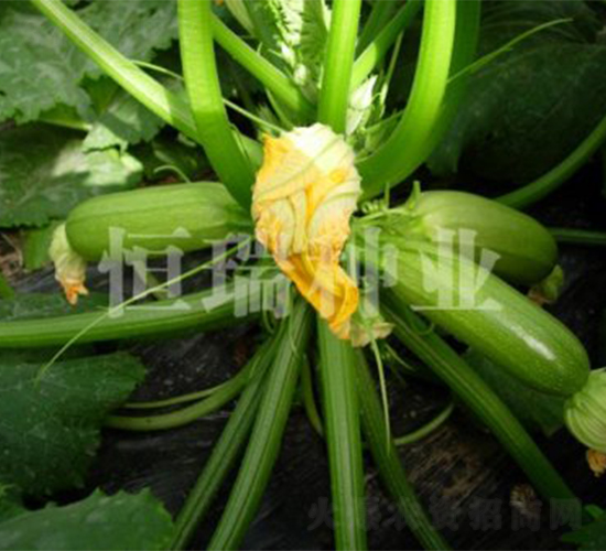 ������-�����J�N��-����N�I(y��)