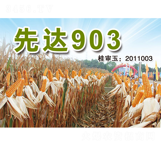 ���_(d��)903-���׷N��-�����N�I(y��)