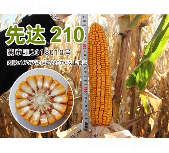 ���_(d��)210-���׷N��-�����N�I(y��)