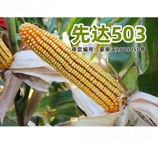 ���_503-���׷N��-�����N�I(y��)