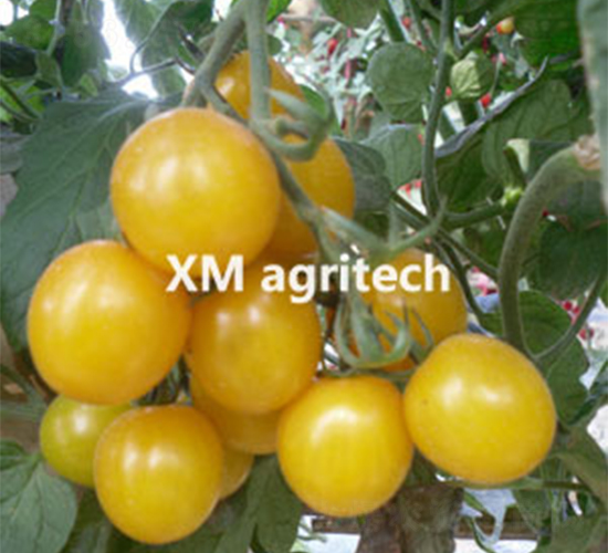 ��M-���ҷ��ѷN��-���r(n��ng)�r(n��ng)�I(y��)