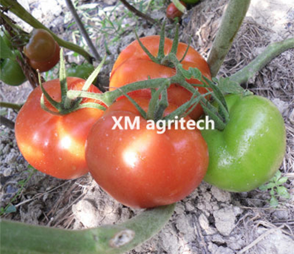 ؐ��-���ѷN��-���r(n��ng)�r(n��ng)�I(y��)