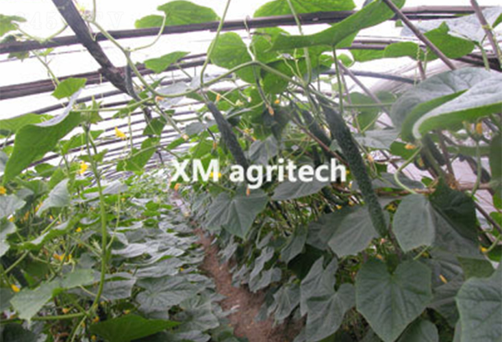 �G��2̖-�S�ϷN��-���r(n��ng)�r(n��ng)�I(y��)