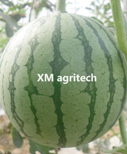 ���A-���ϷN��-���r(n��ng)�r(n��ng)�I(y��)