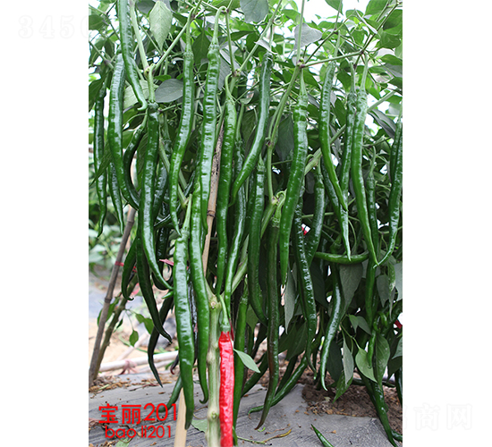 ����201-�����N��-�V�݁���