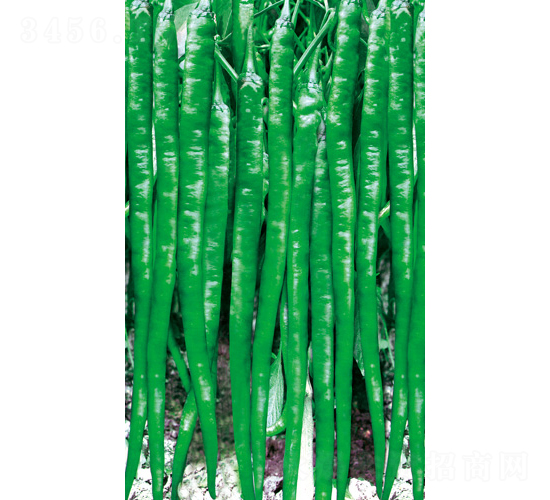 ����7626-�����N��-�V�݁���