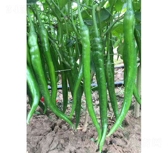 �S�a(ch��n)����13̖(h��o)-�����N��-�V�݁���