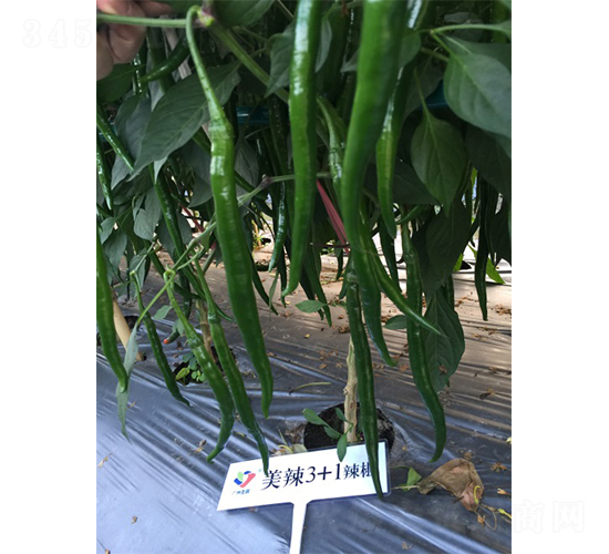 ����3+1-�����N��-�V�݁���