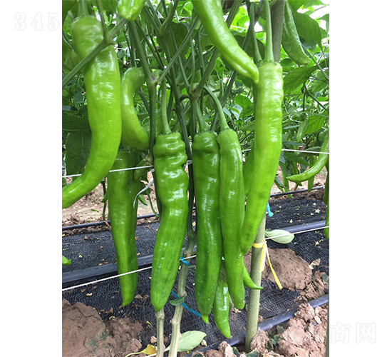 �ؼ�����609����-�����N��-�V�݁���