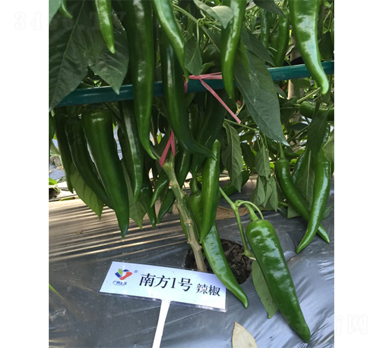 �Ϸ�1̖(h��o)-�����N��-�V�݁���