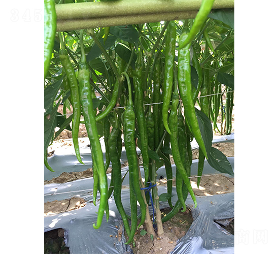 �S�a(ch��n)����19̖(h��o)-�����N��-�V�݁���